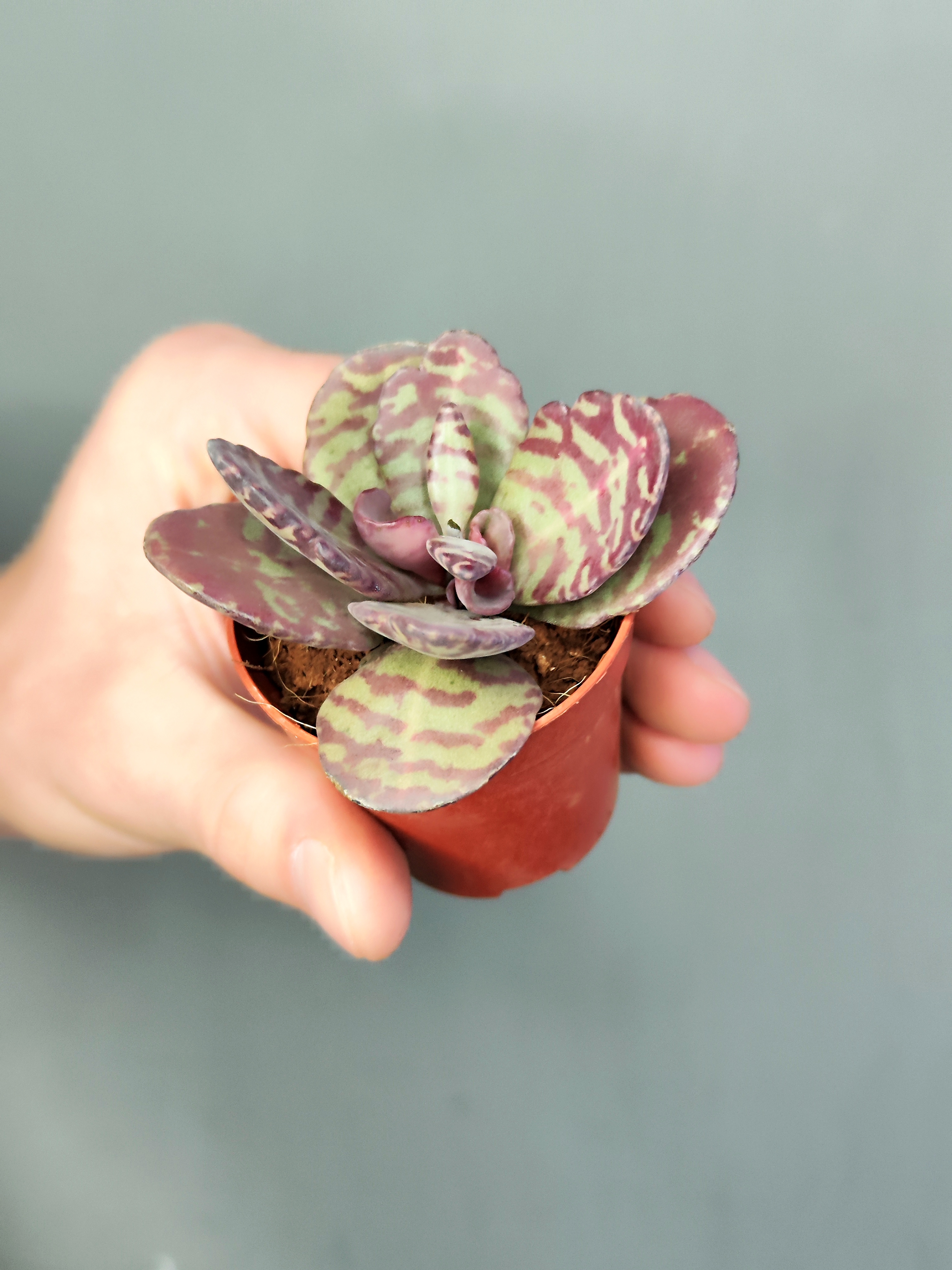 Каланхоэ Хумилис, или Зебра (Kalanchoe Humilis) D5см