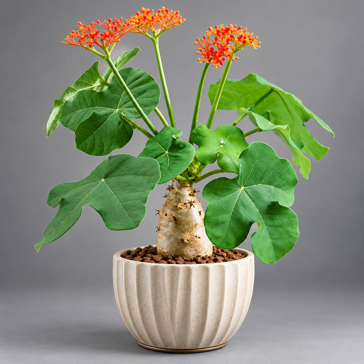 Ятрофа Подагрическая Оранж (Jatropha podagrica Oranje) D12см