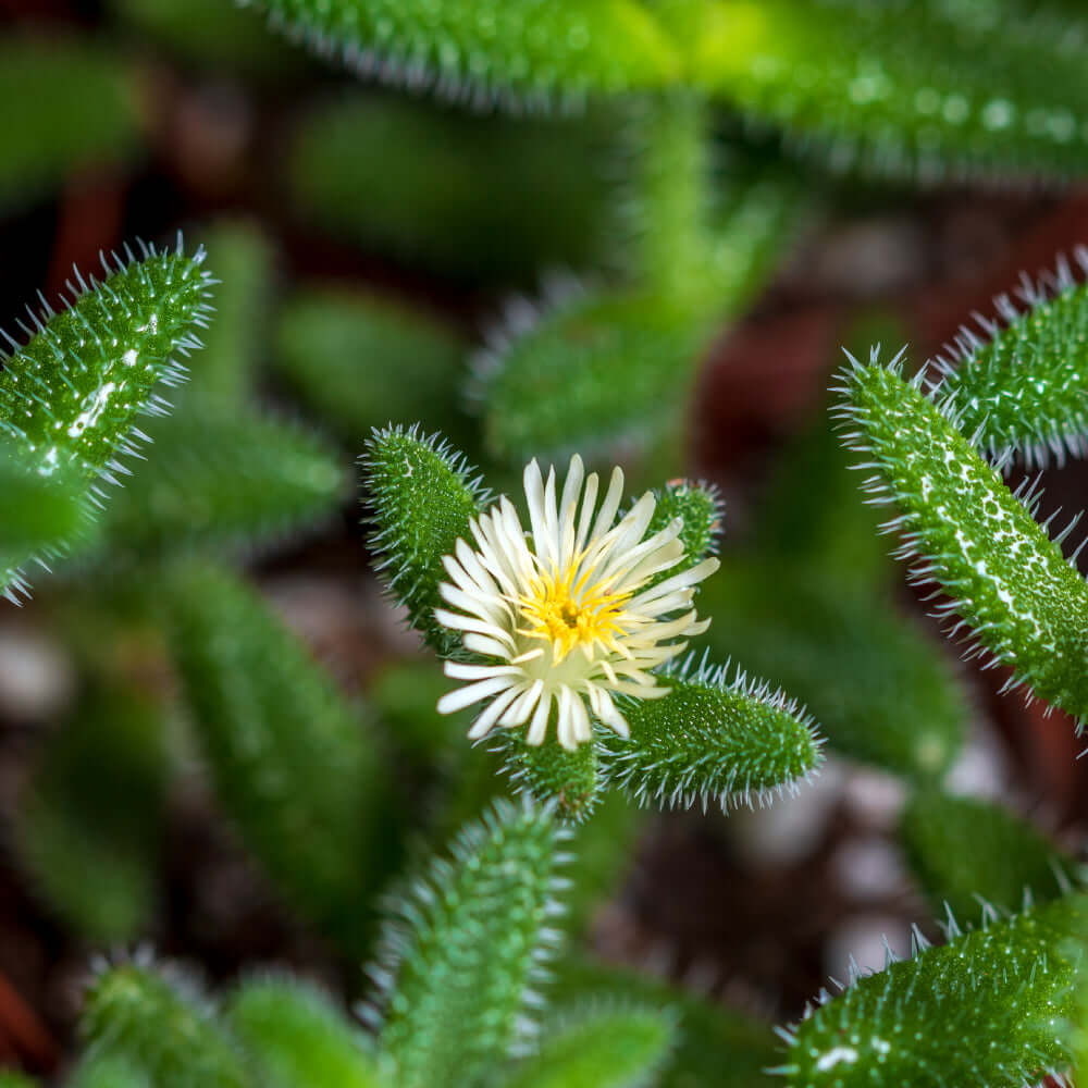 Делосперма Эхинатум (Delosperma Echinatum) D5см