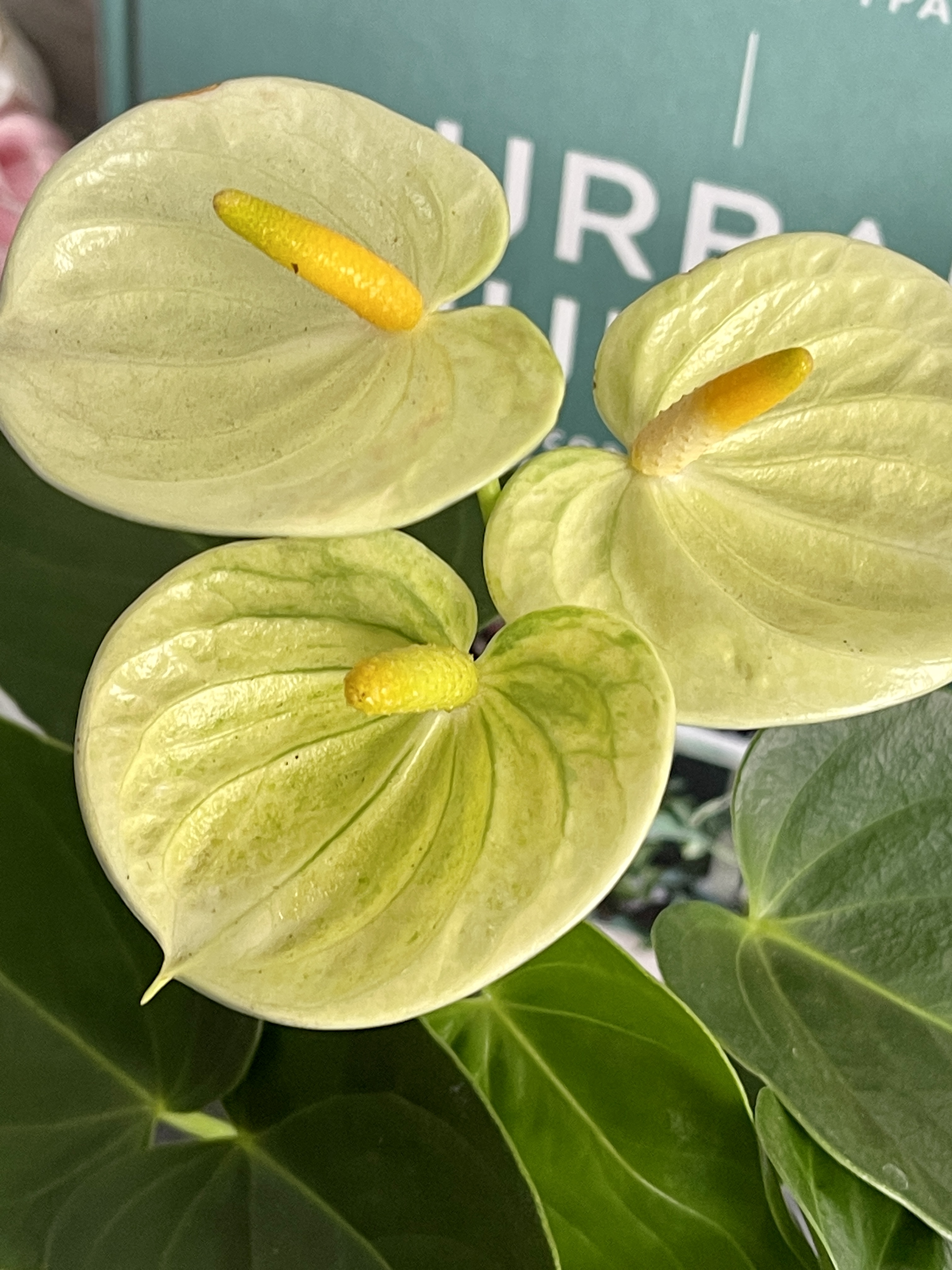 Антуриум Андре Ванилла (Anthurium Аndraeanum Vanilla) D9см