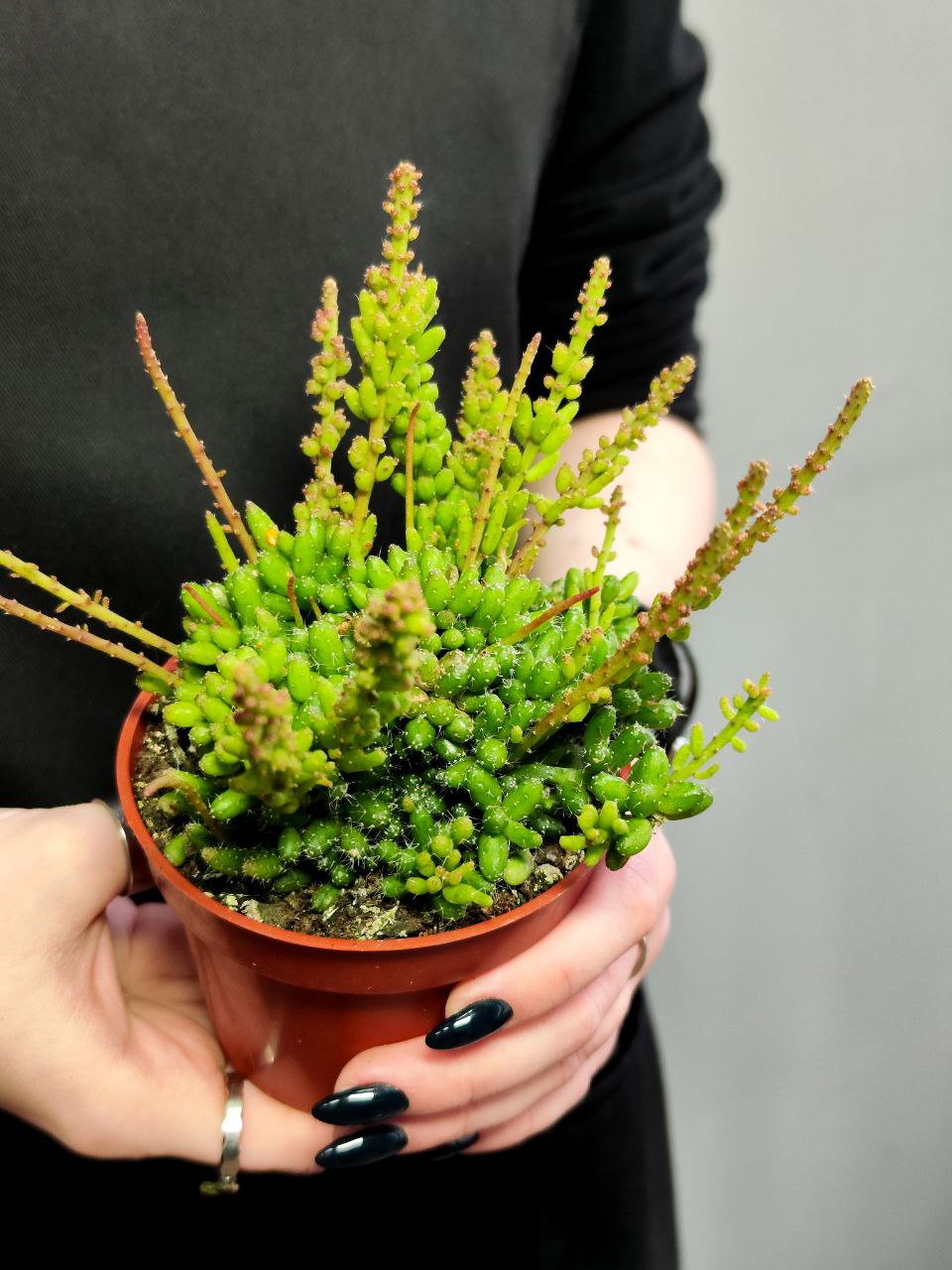 Рипсалис Мезембриантемовый (Rhipsalis Mesembryanthemoides) D8,5см