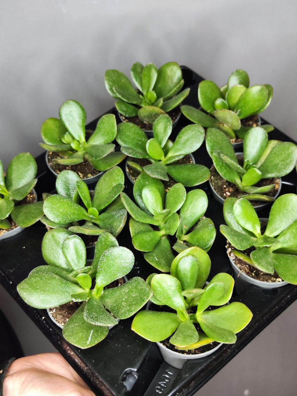 Толстянка Яйцевидная, или Денежное Дерево (Crassula Ovata) D5см