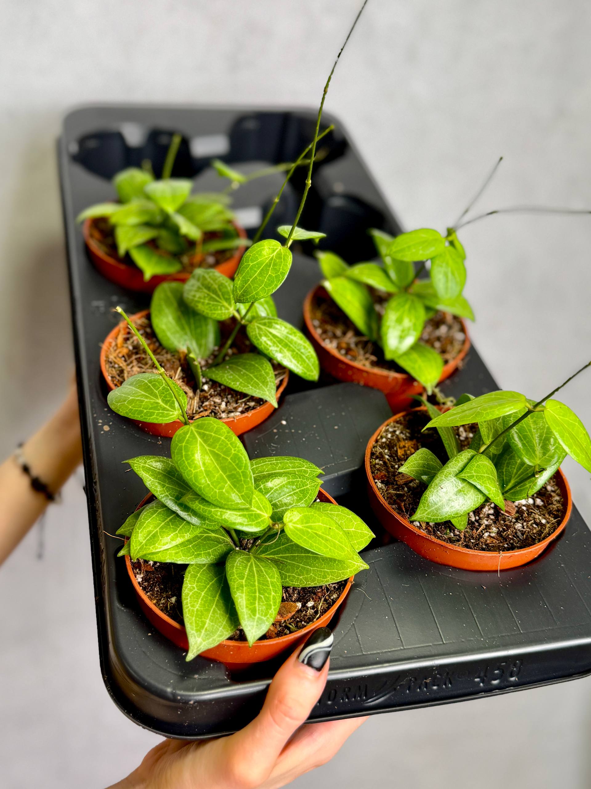 Хойя Фитчи (Hoya Fitchii) D10см