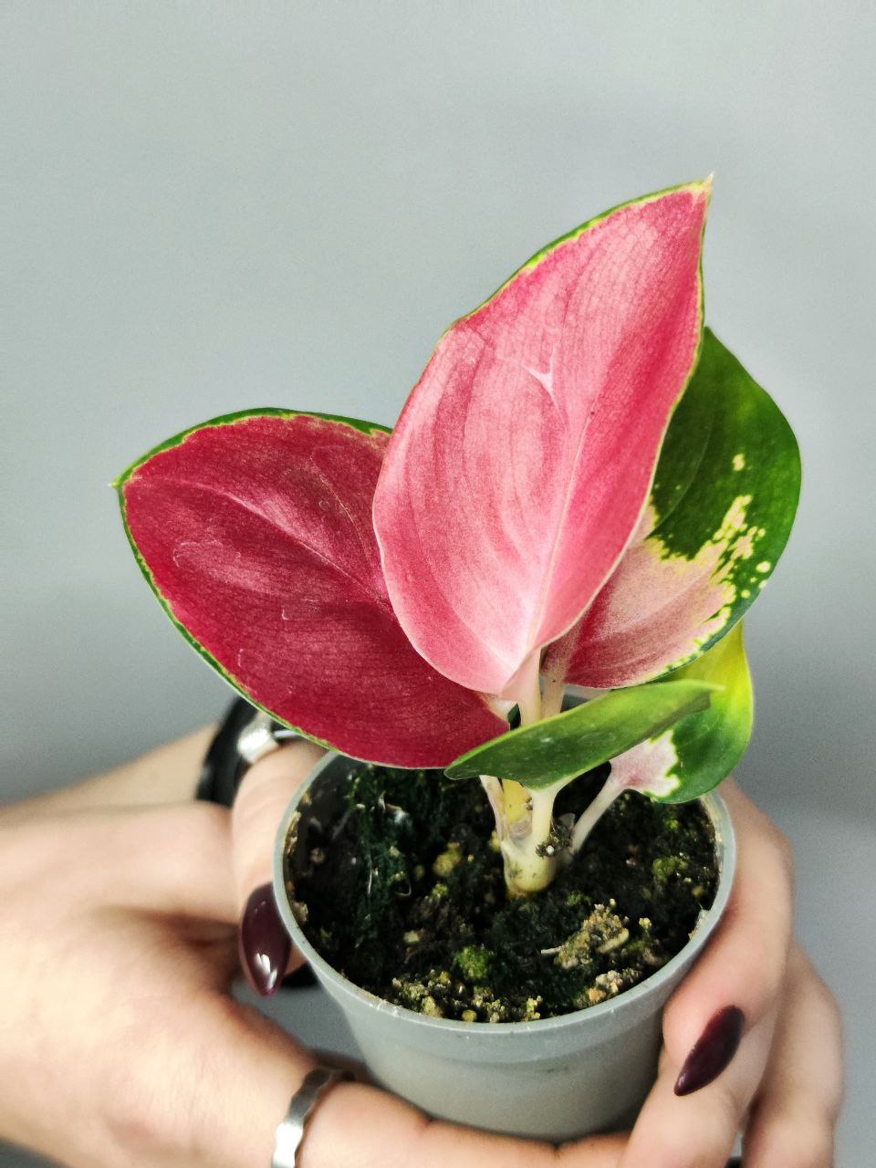 Аглаонема Красный Дракон (Aglaonema Red Dragon) D6см