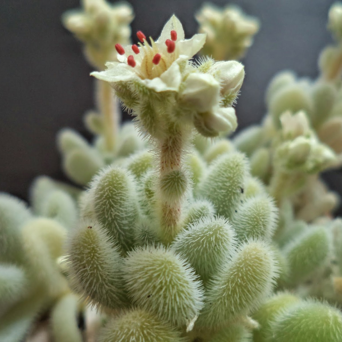 Седум Хинтони (Sedum Hintonii) D5см