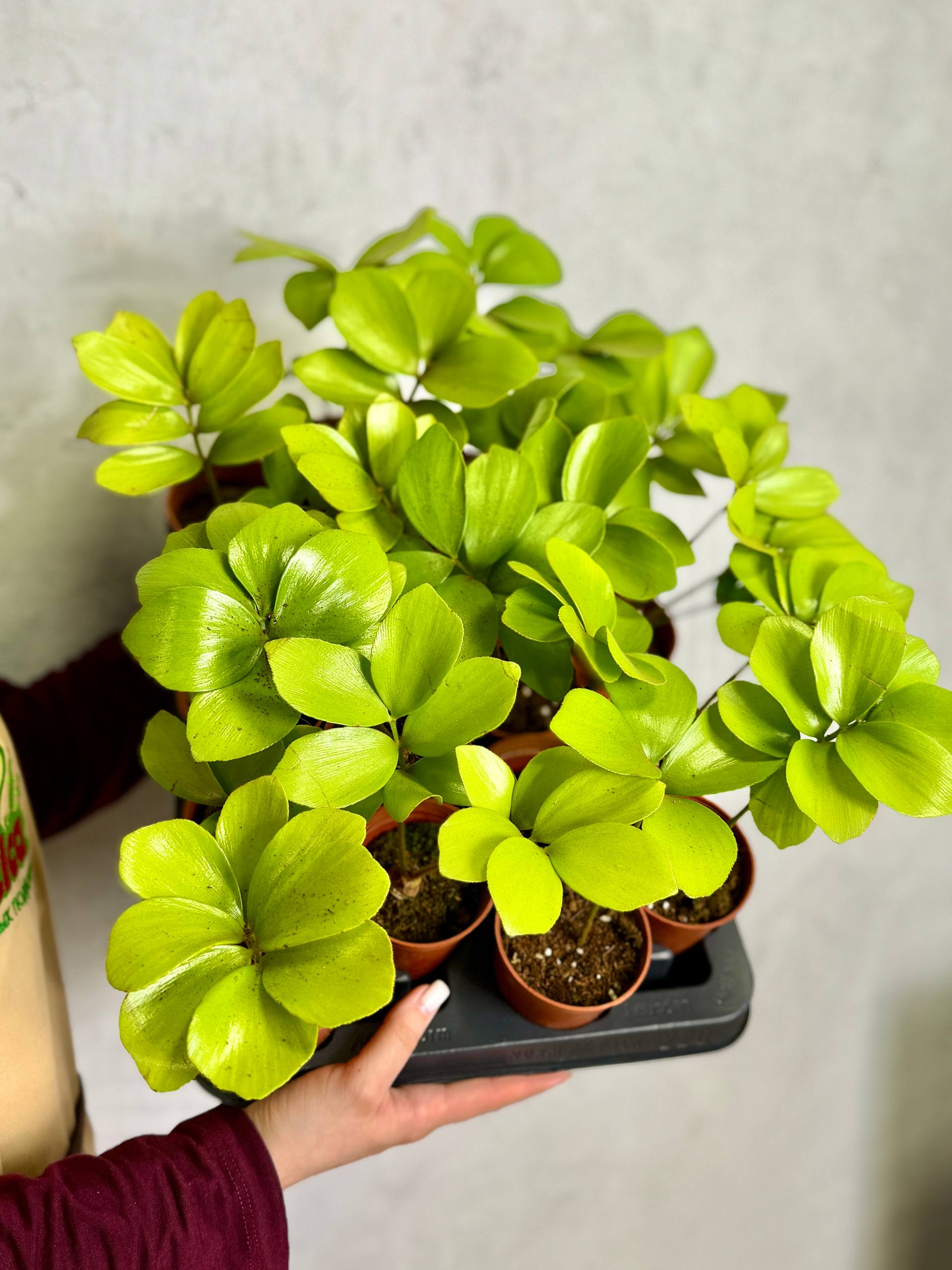 Замия Фурфурацея (Zamia Furfuracea) D6см