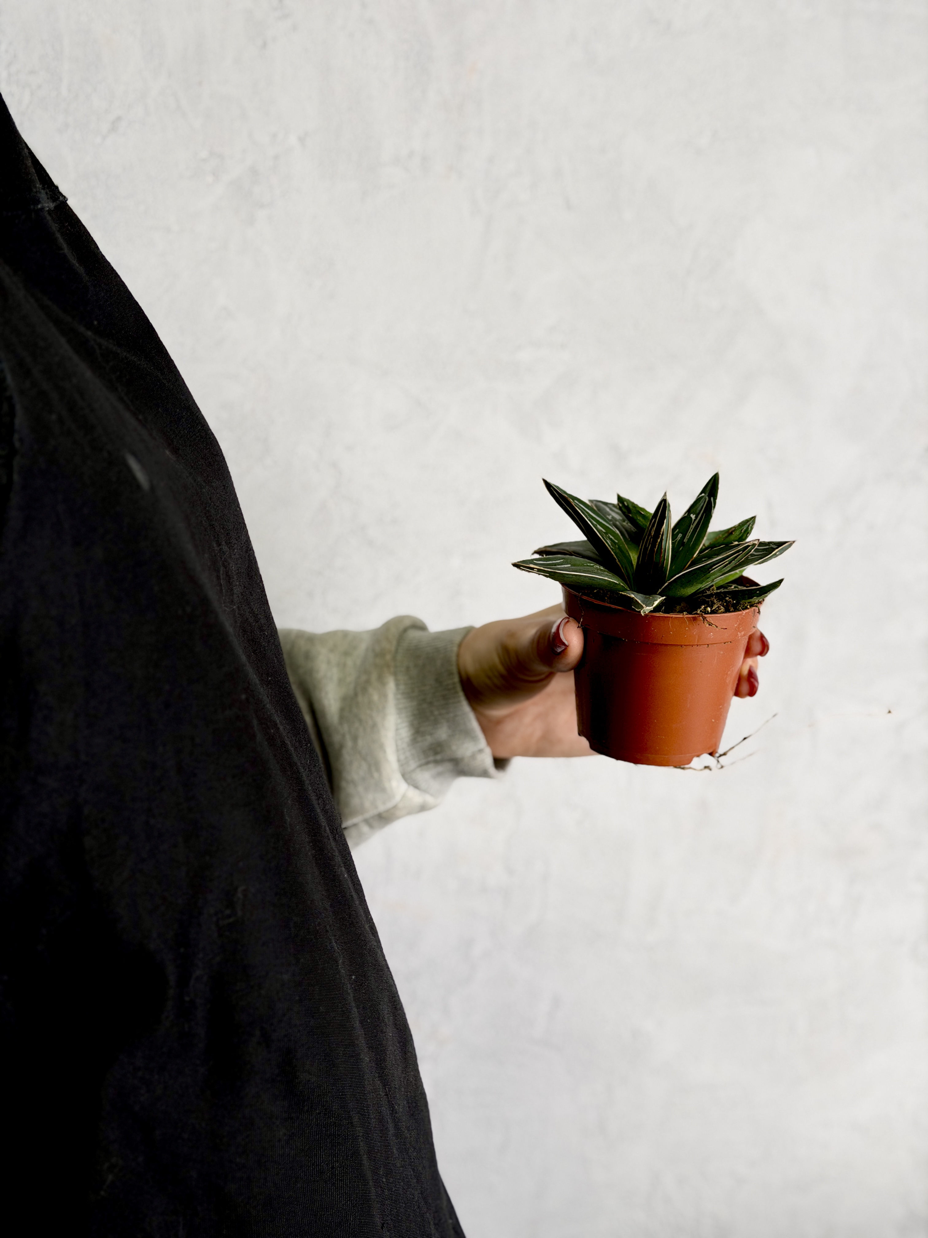 Агава Королевы Виктории (Agave Victoriae-Reginae) D8,5см