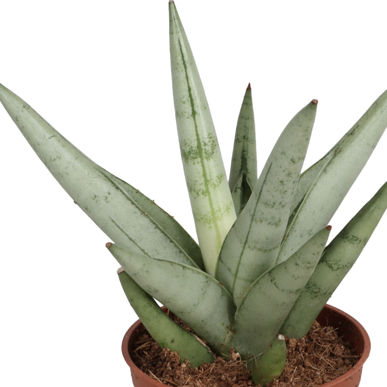Сансевиерия Сильвер Кроун (Sansevieria Silver Crown) D6см