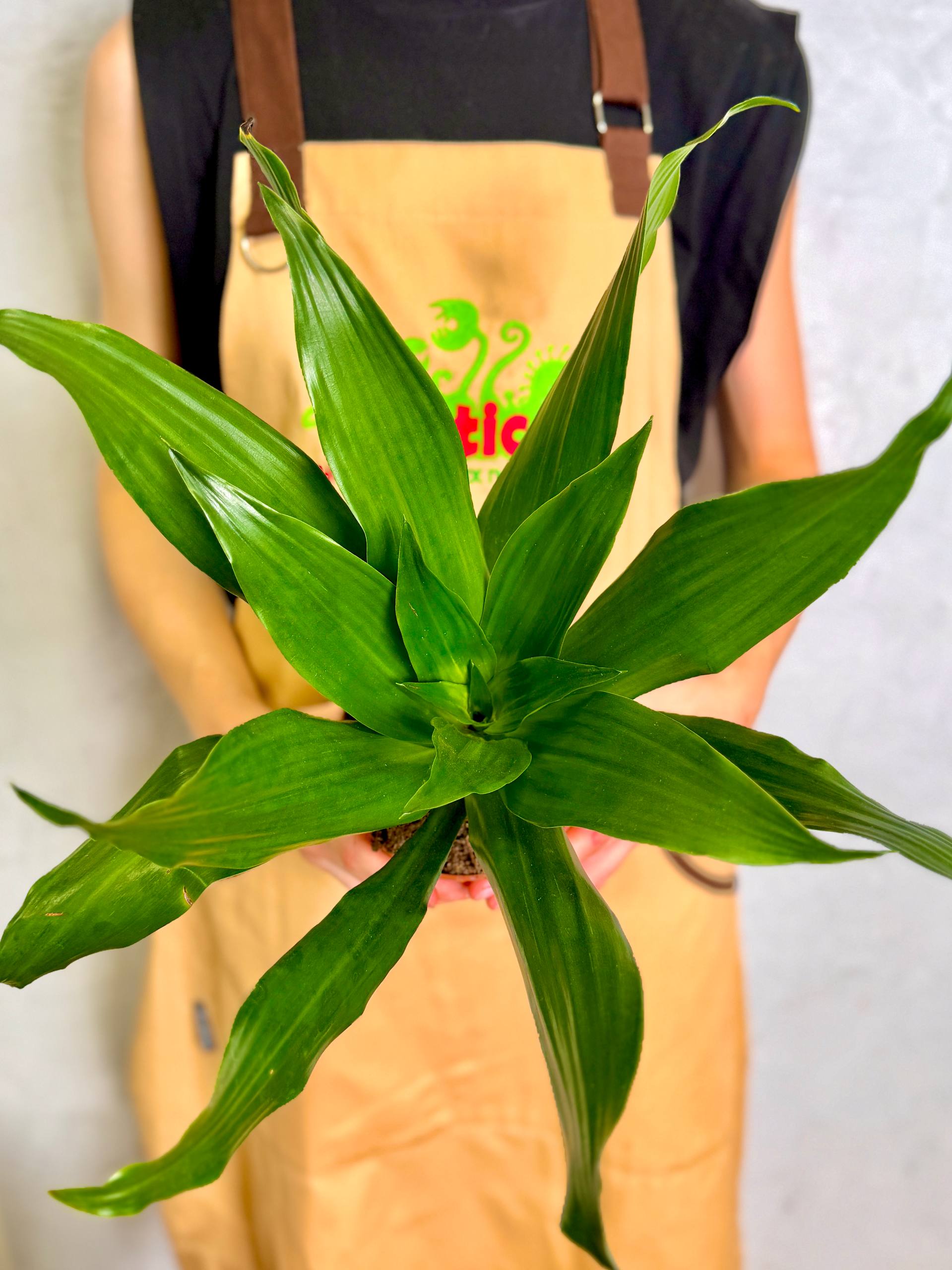 Драцена Джанет Крейг (Dracaena Fragrance Janet Craig) D12см