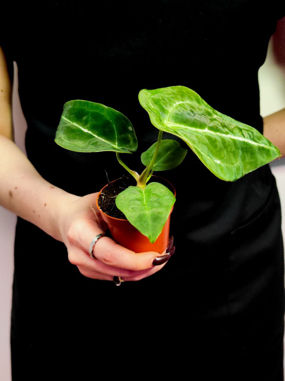Антуриум Форгети (Anthurium Forgetii x Nigrolaminum) D6см