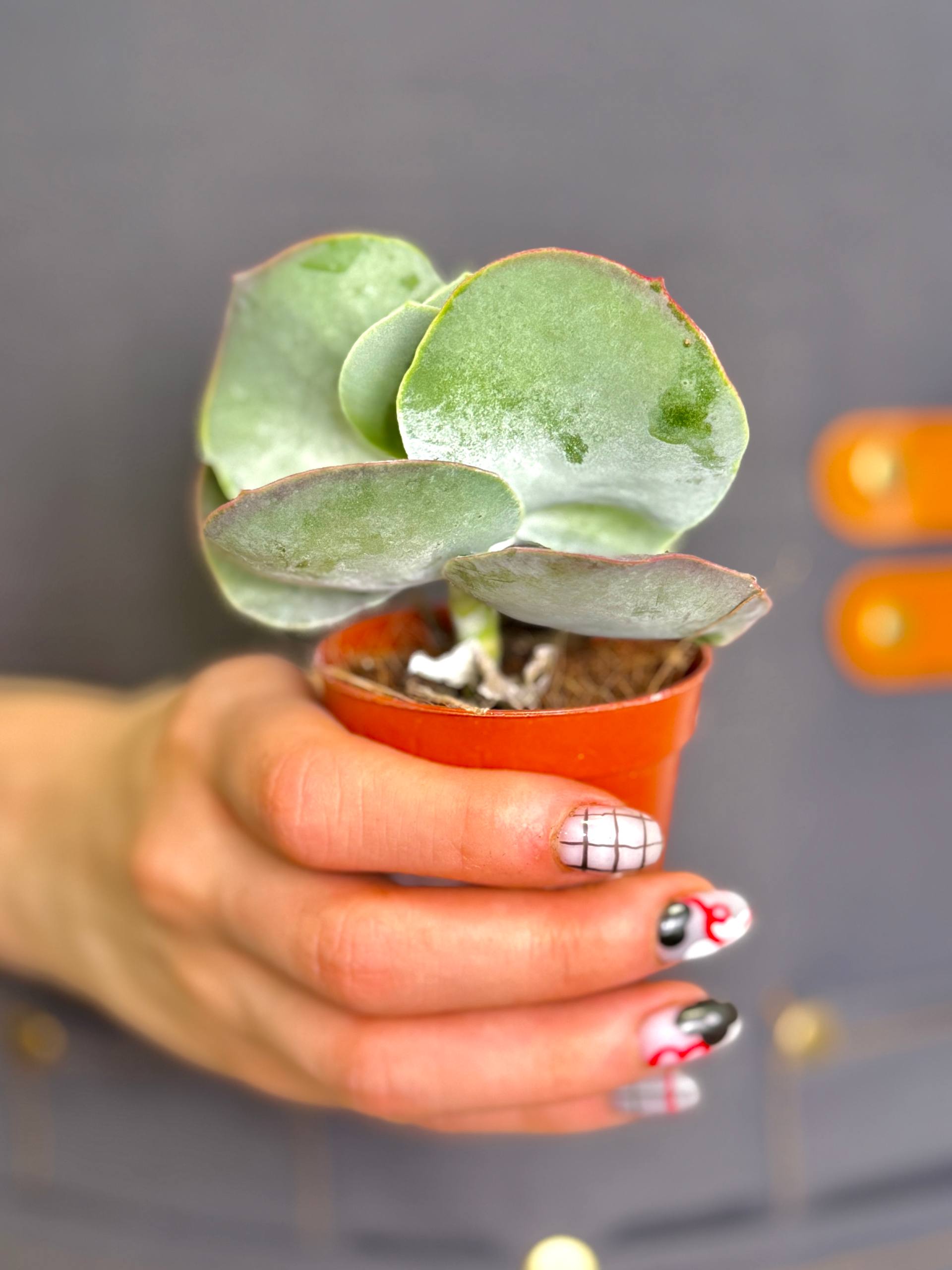 Котиледон Орбикулата Ред Флейм (Cotyledon Orbiculata Red Flame) D5см