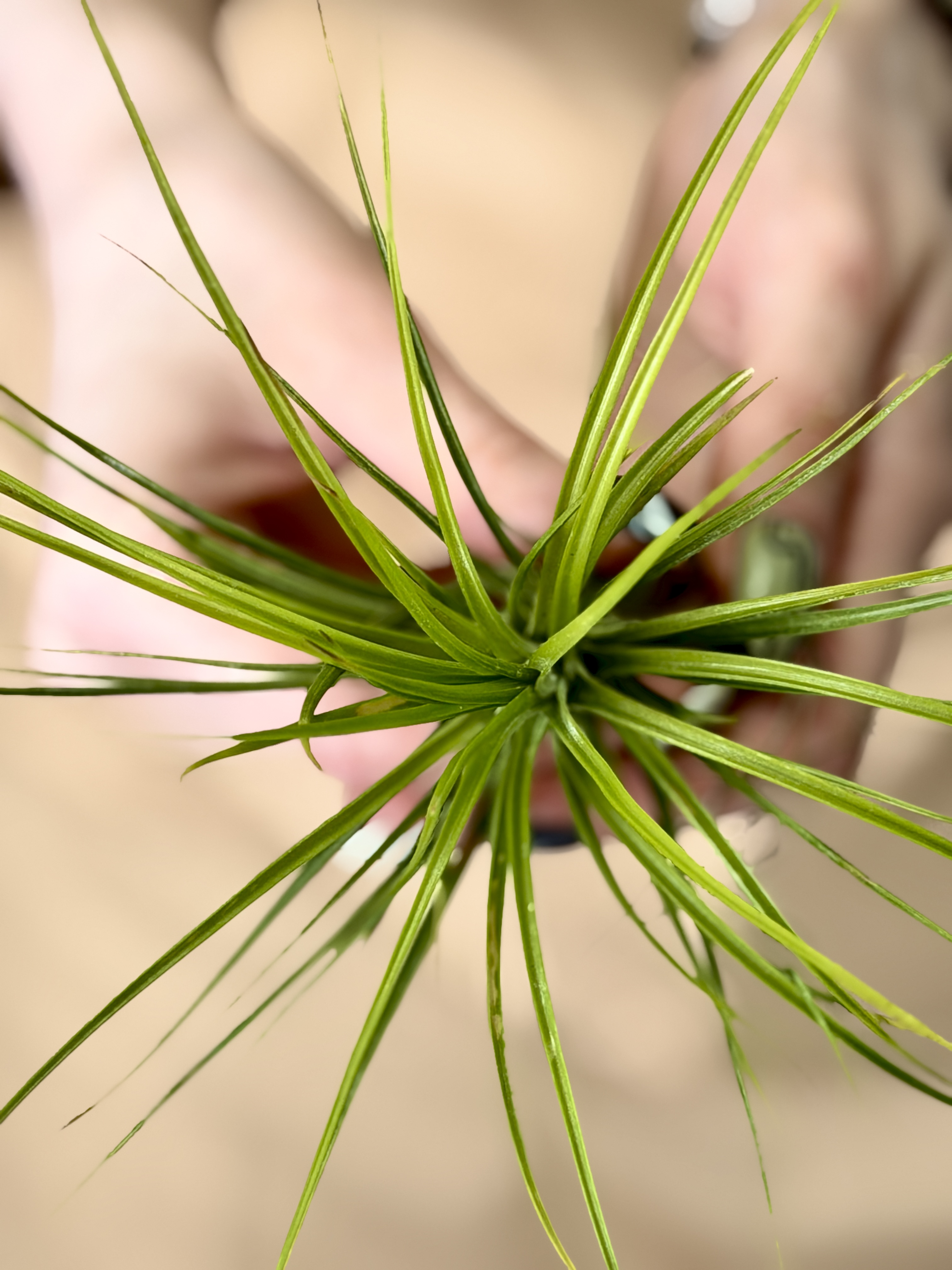 Тилландсия Стеблевая, или  Каулесценс (Tillandsia Caulescens)