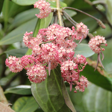 Хойя Латифолия, или Хойя Широколистная (Hoya Latifolia) D12см