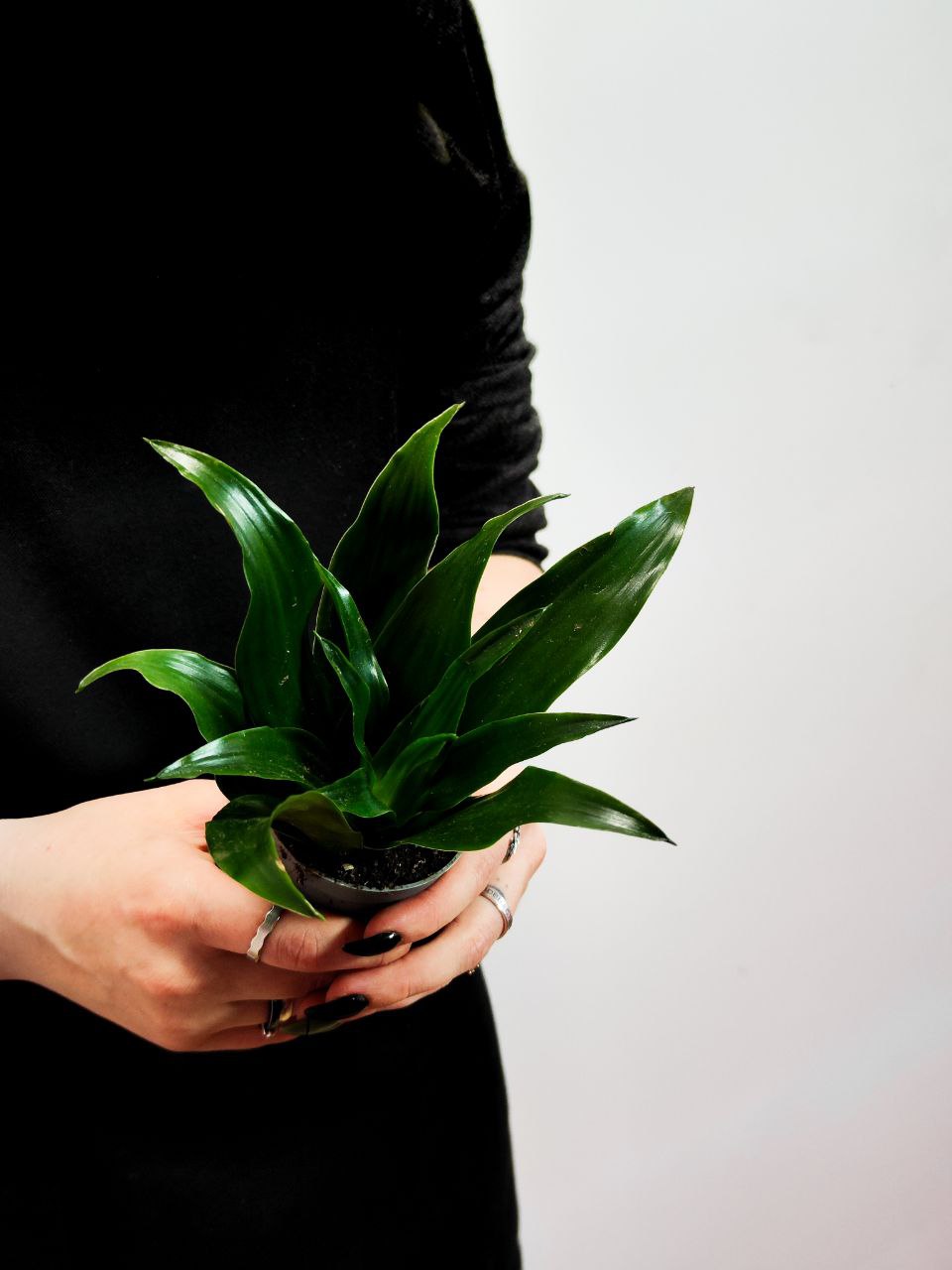 Драцена Джанет Крейг (Dracaena Fragrance Janet Craig) D6см
