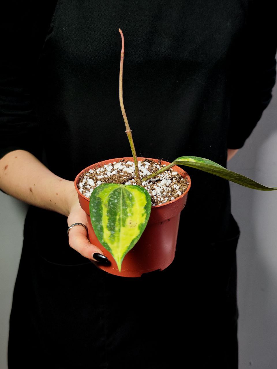 Хойя Латифолия Пот оф Голд (Hoya Latifolia Pot of Gold) D10см