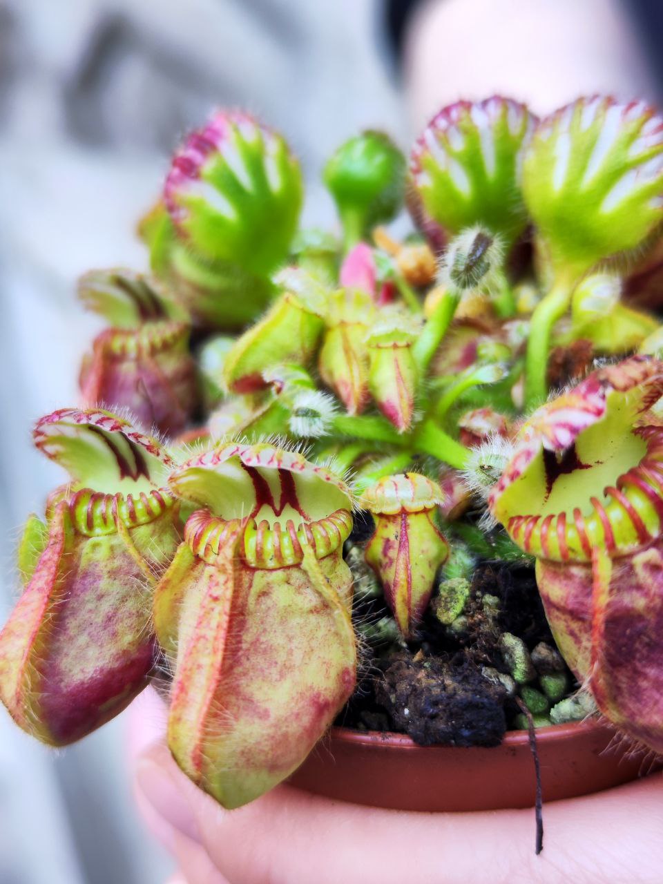 Цефалотус Мешочковидный (Cephalotus Follicularis) D9см