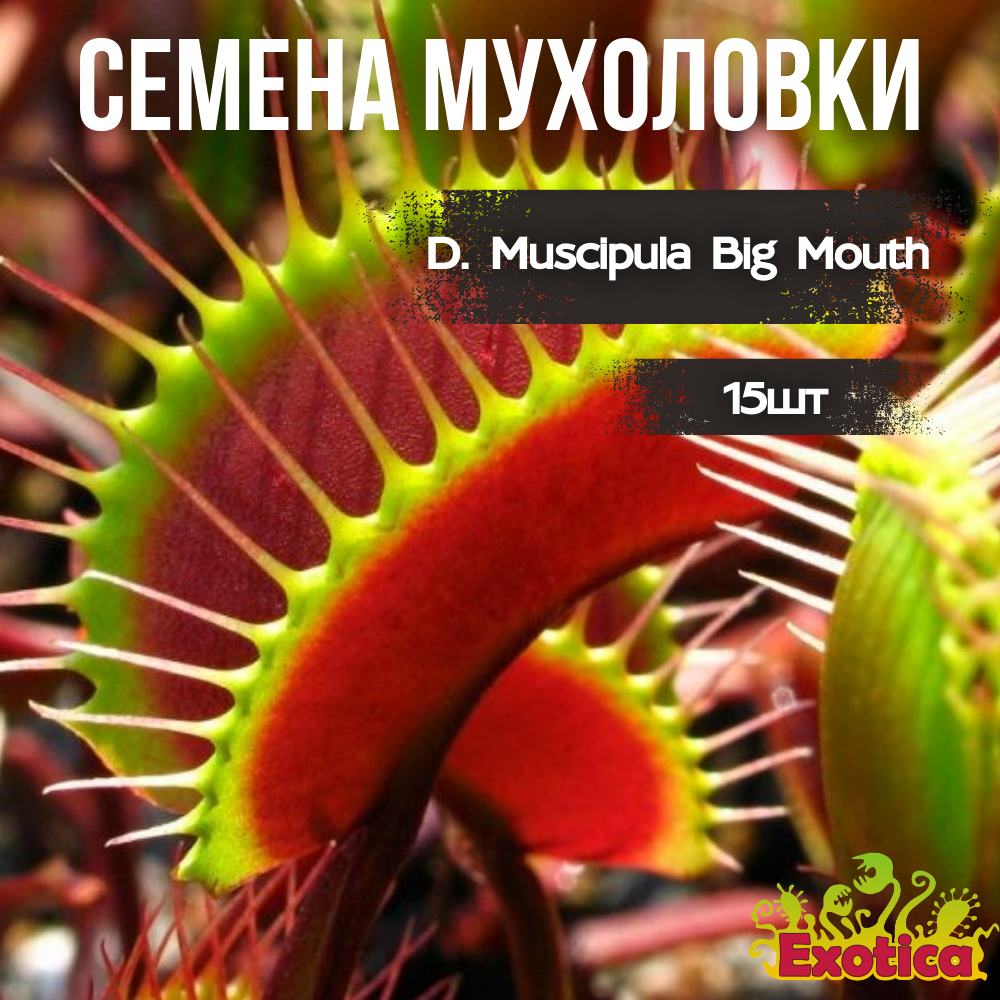 Семена Венериной Мухоловки Большая Пасть (Dionaea Muscipula Big Mouth), 15 шт