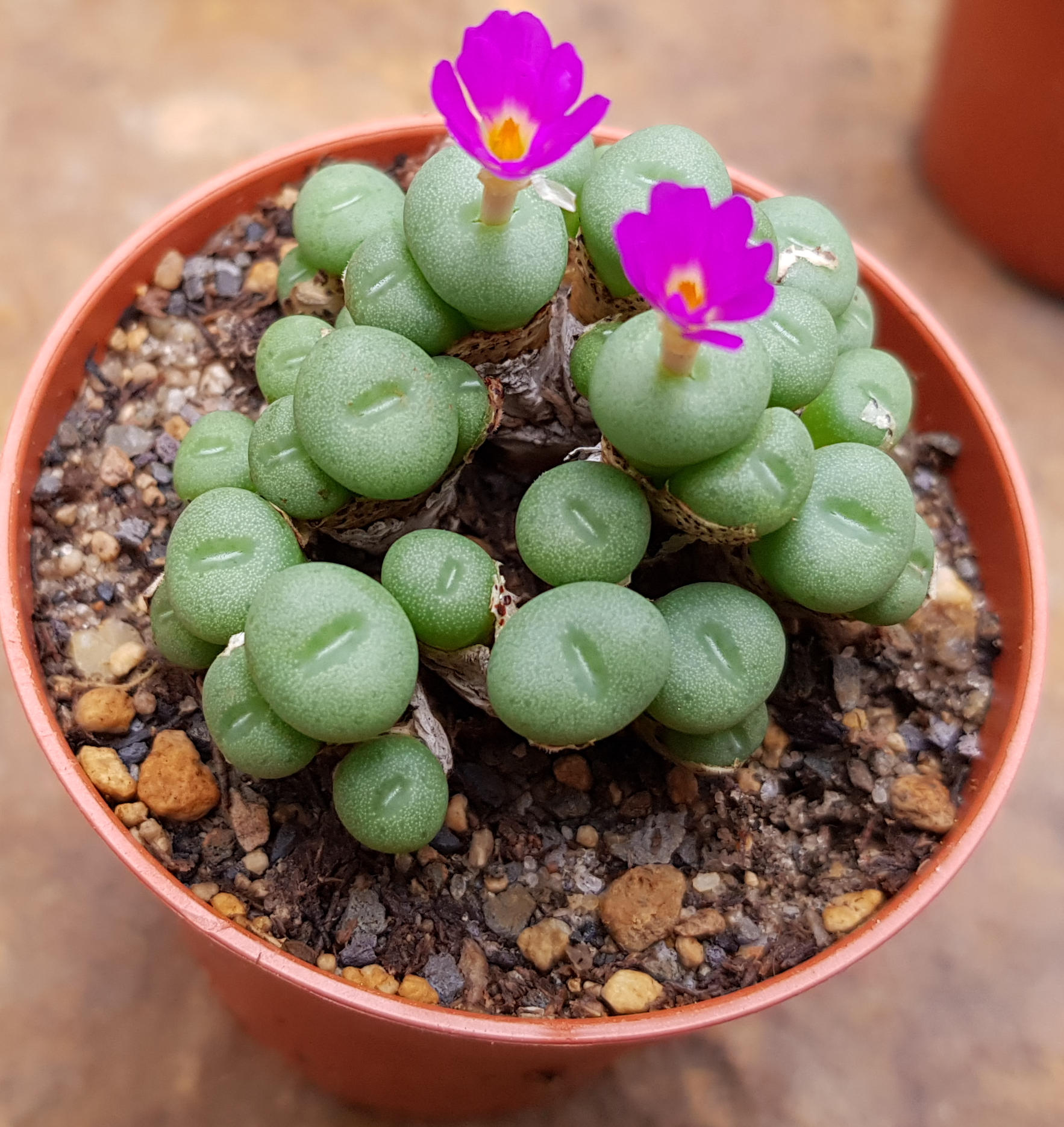 Конофитум Пирсона (Conophytum pearsonii) D5см