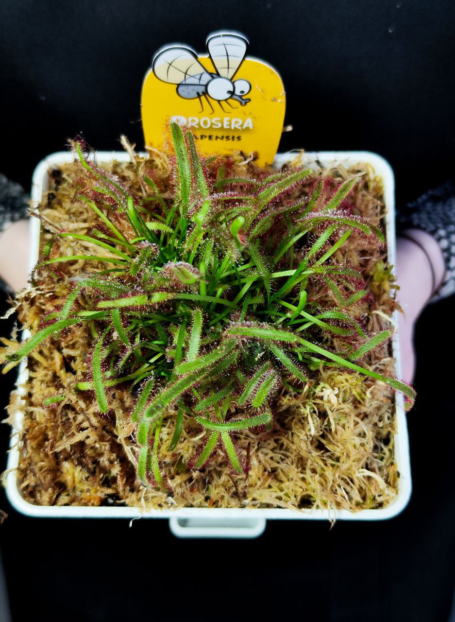 Росянка Капская (Drosera Capensis) пересаженная D12см