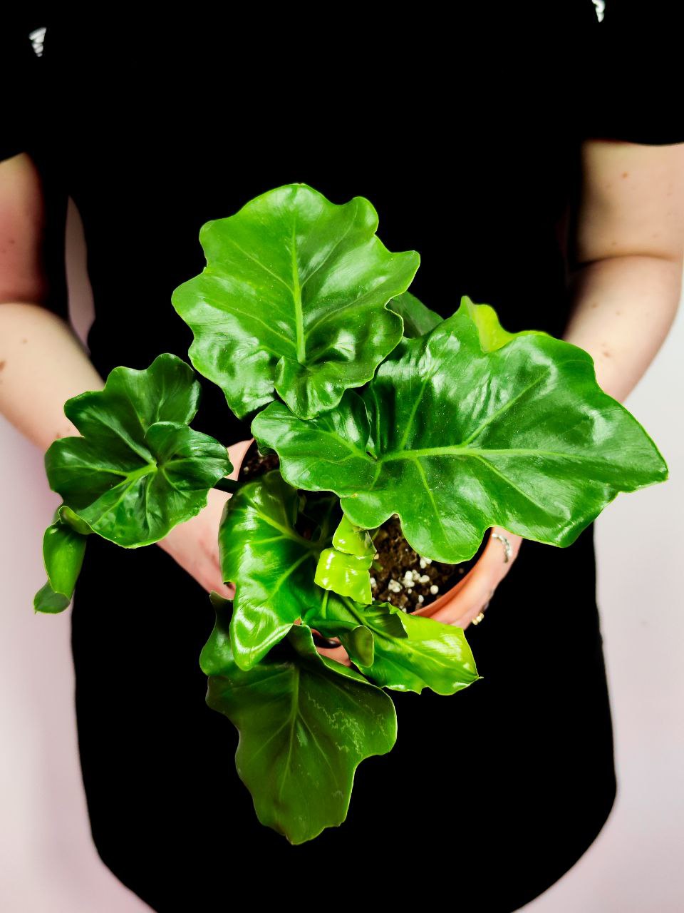 Филодендрон Атом (Philodendron Atom) D12см