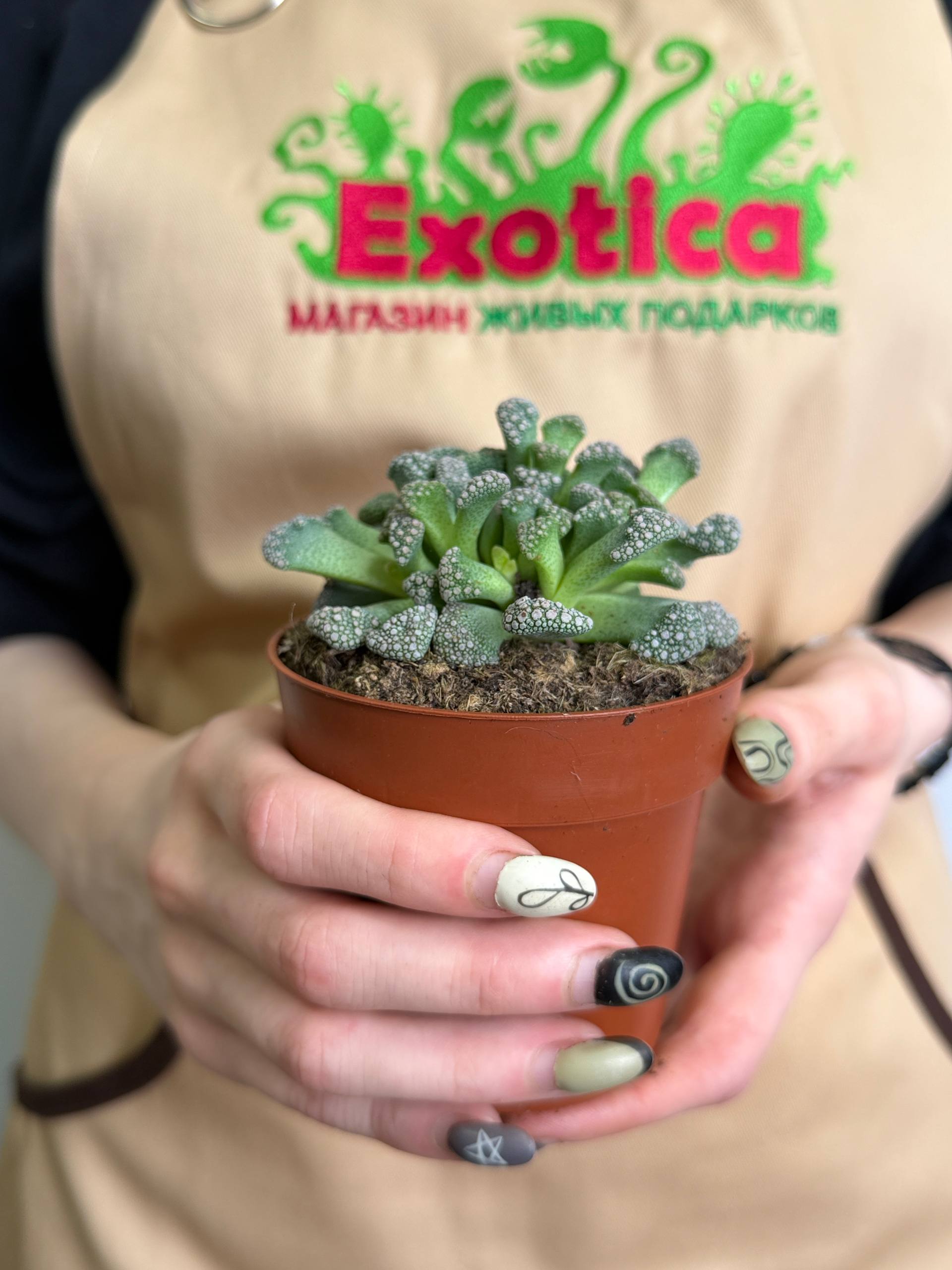 Титанопсис Калькарея (Titanopsis Calcarea) D8см