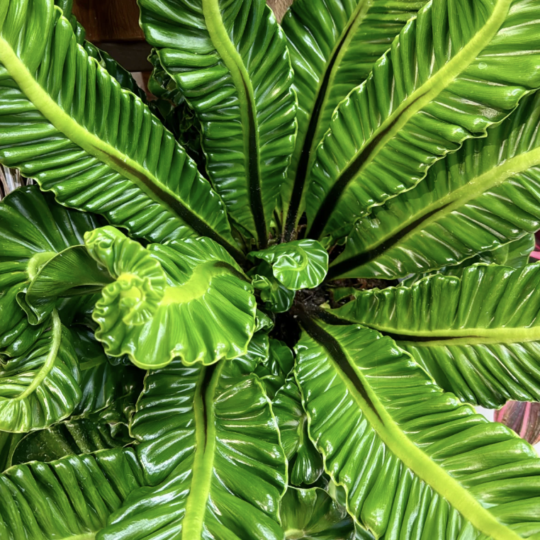 Асплениум Кобра (Asplenium Nidus Cobra) D7см