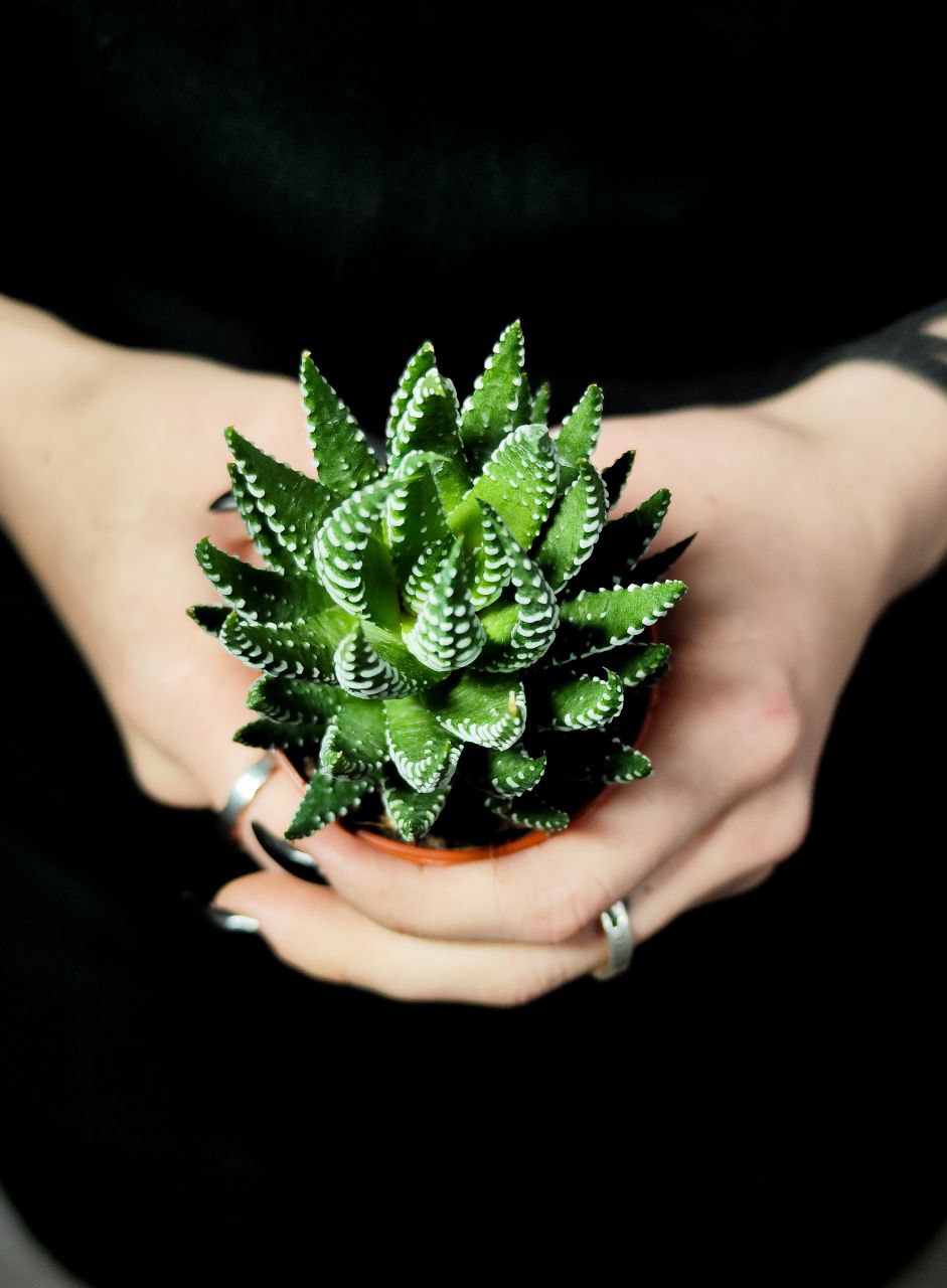 Хавортия Рейнвардта (Haworthia Reinwardtii) D5см