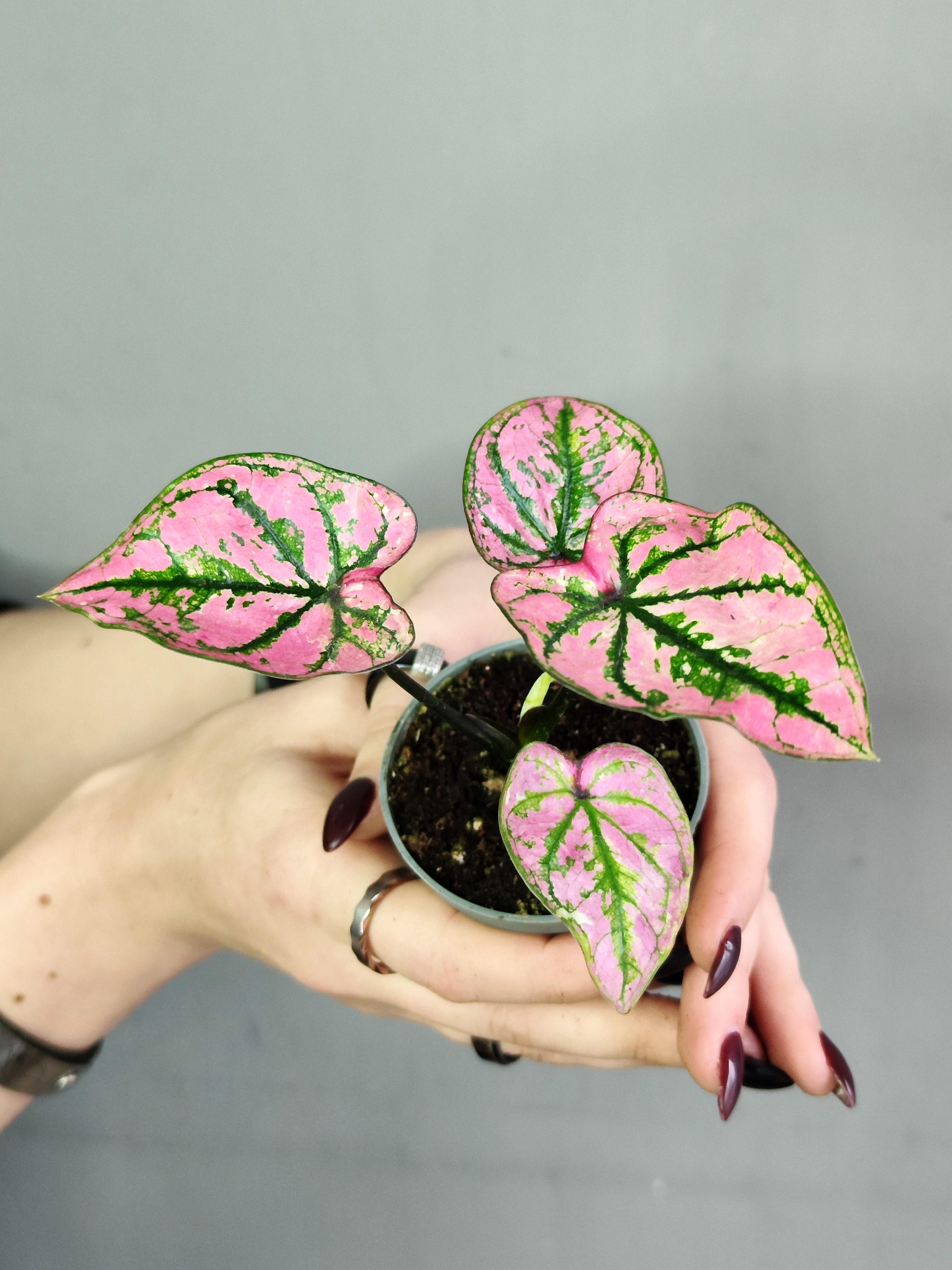 Каладиум Светло - Пурпурный (Caladium Purple Light) D6см