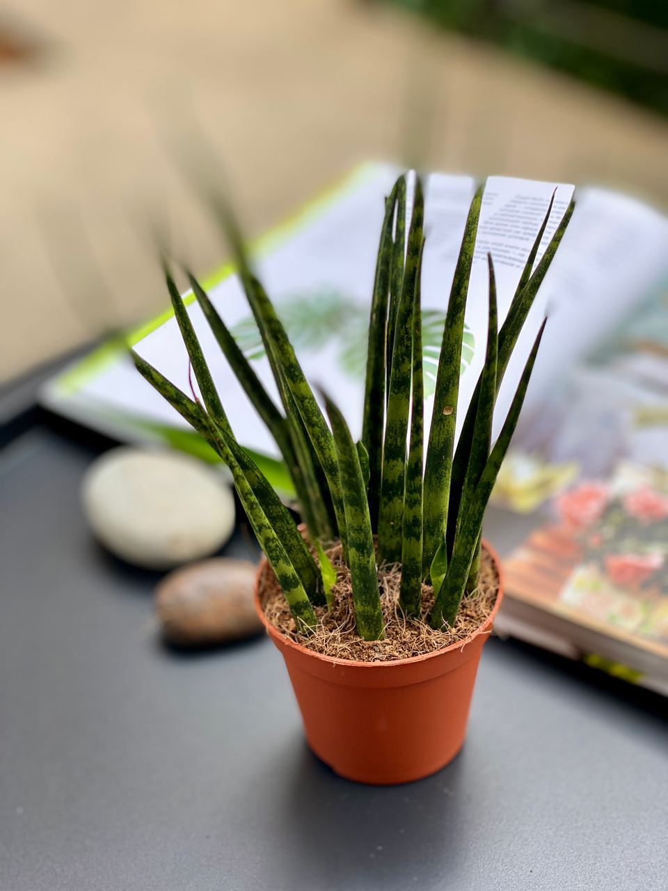 Сансевиерия Фернвуд Микадо (Sansevieria bacularis Fernwood Mikado) D8,5см