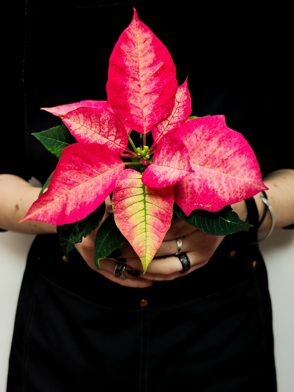 Пуансеттия Ред Мэджик (Poinsettia Red Magic) D6см