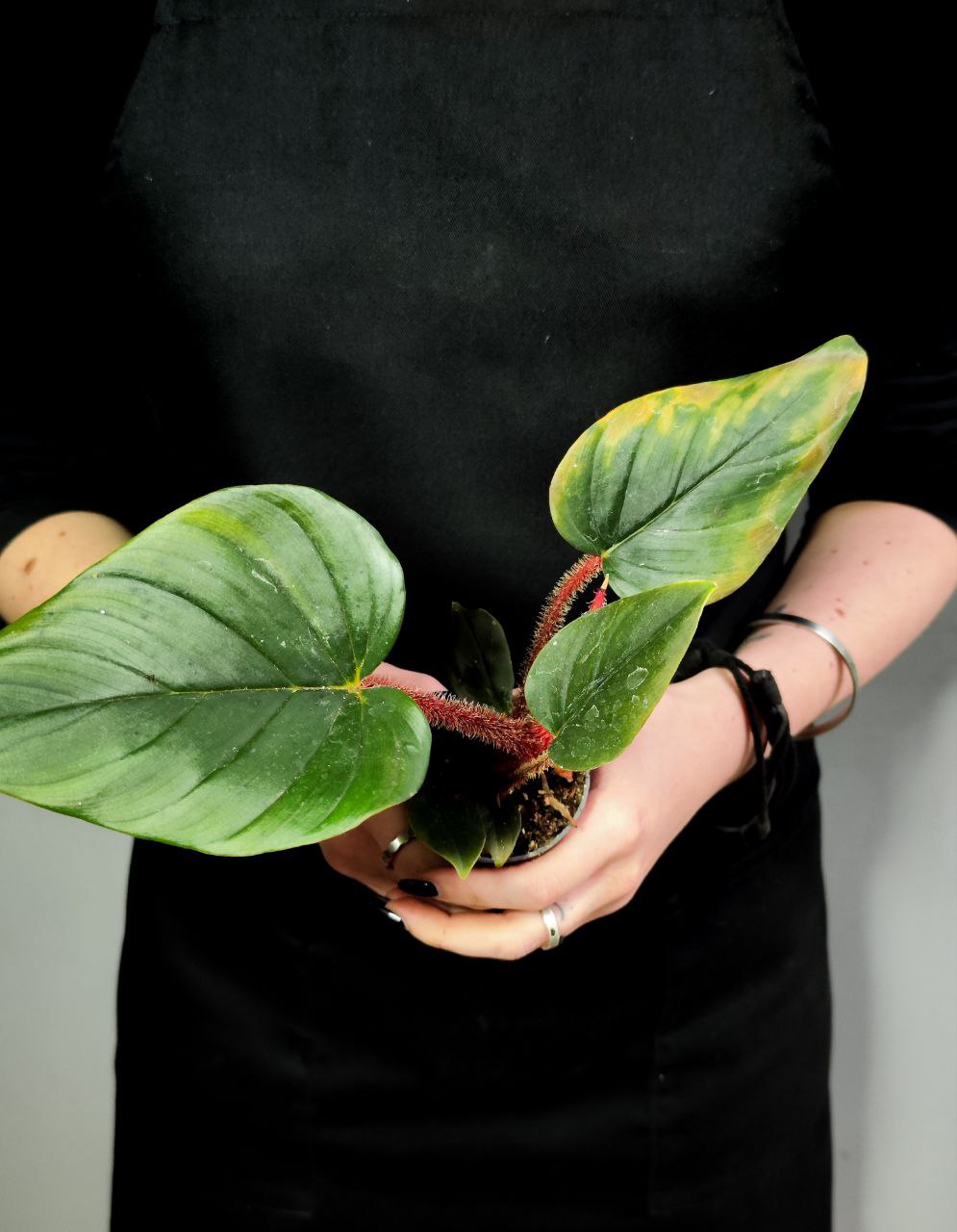 Филодендрон Сквамиферум (Philodendron Squamiferum) D6см