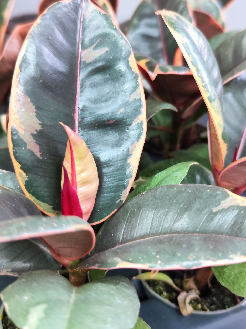 Фикус Эластика Белиз (Ficus Elastica Belize) D6см