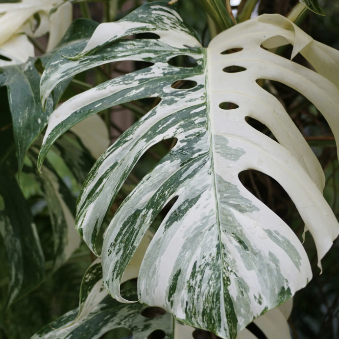 Монстера Деликатесная Альба Вариегатная (Monstera Deliciosa Alba Variegata) D17см