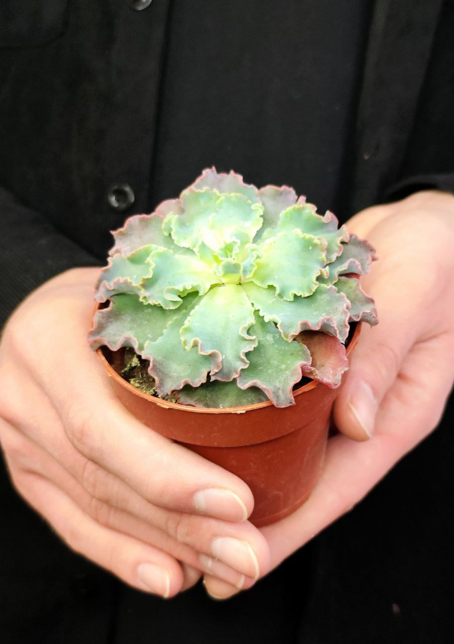 Эхеверия Шавиана Голубые Кудри (Echeveria Shaviana Blue Curls) D8,5см