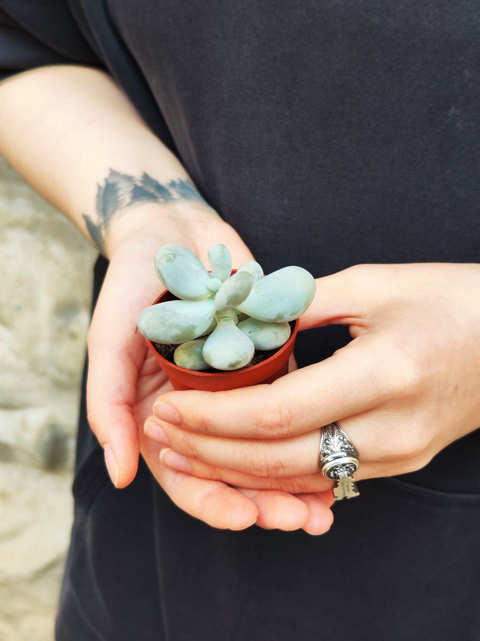 Пахифитум Яйценосный (Pachyphytum Oviferum) D5см