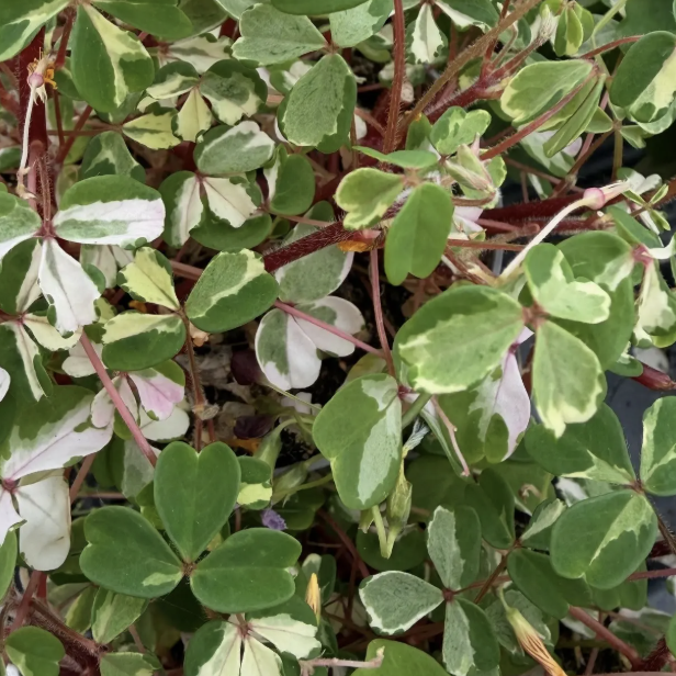 Оксалис Вулканикола Нордлис (Oxalis Spiralis Vulcanicola Nordlys) D10см
