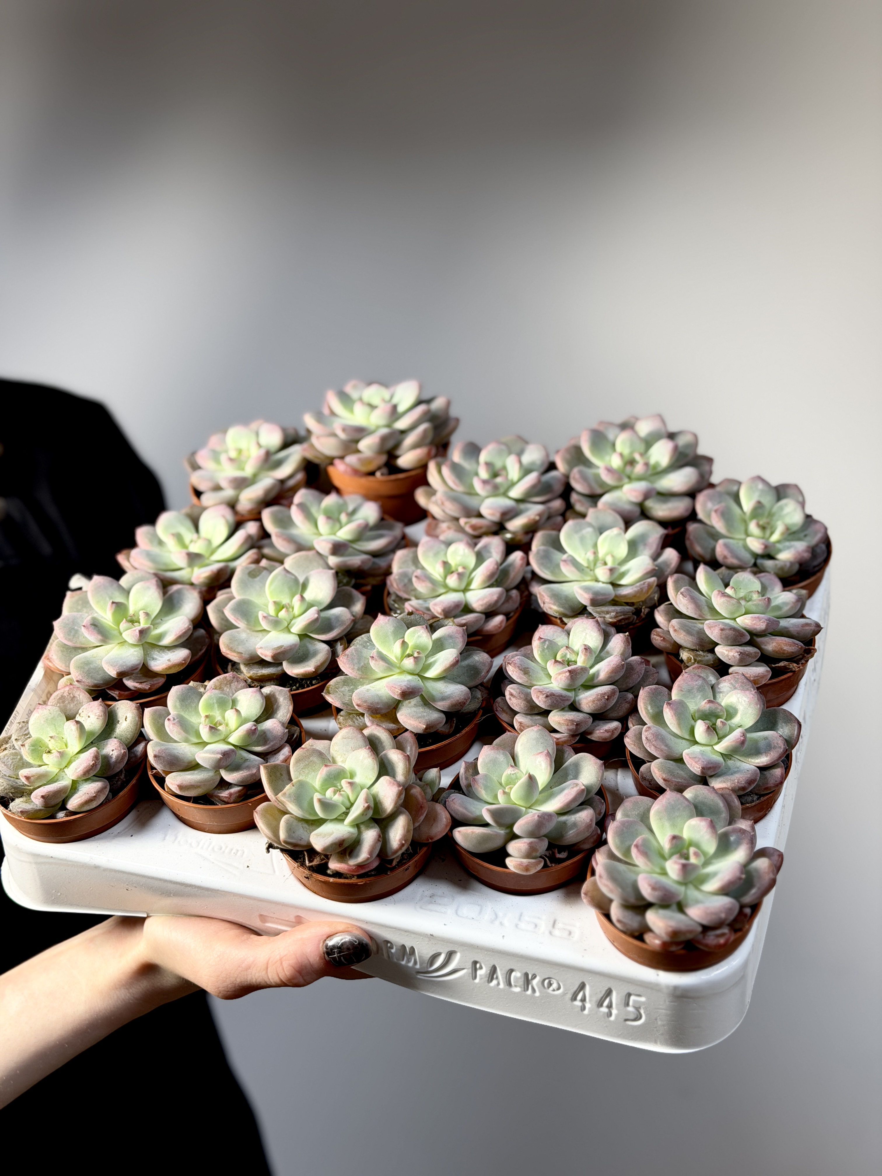 Эхеверия Монро (Echeveria Monroe) D5см