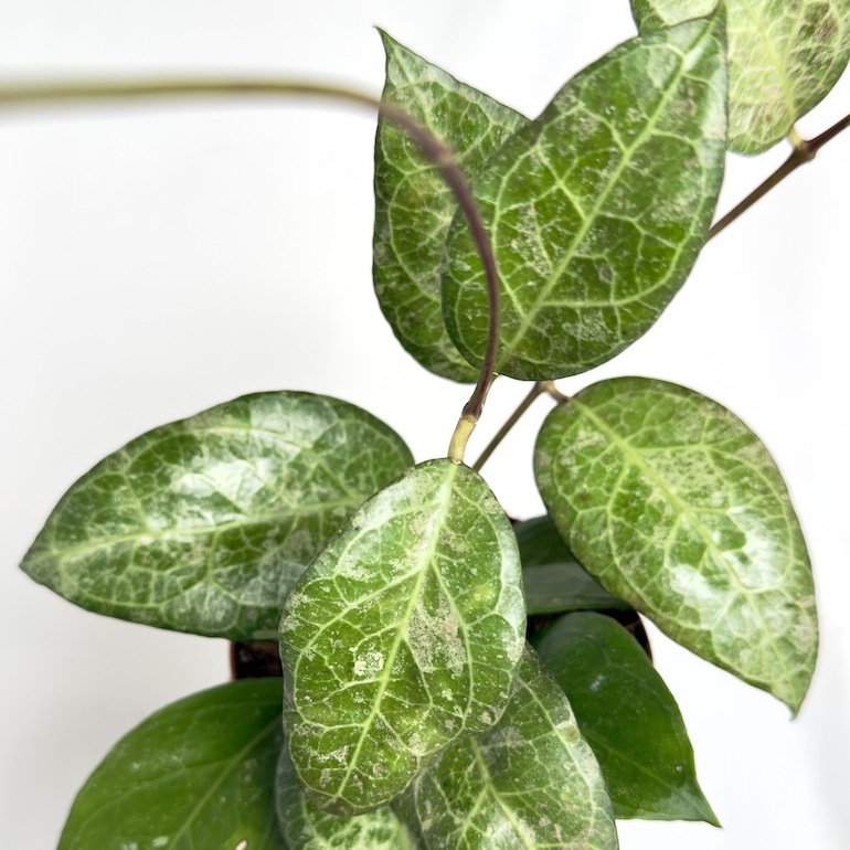 Хойя Ваянг Сплеш (Hoya Verticilata Wayang Splash) D12см