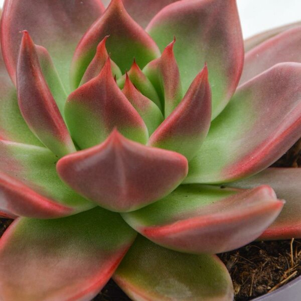 Эхеверия Марс Галакси (Echeveria Mars Galaxy) D5см