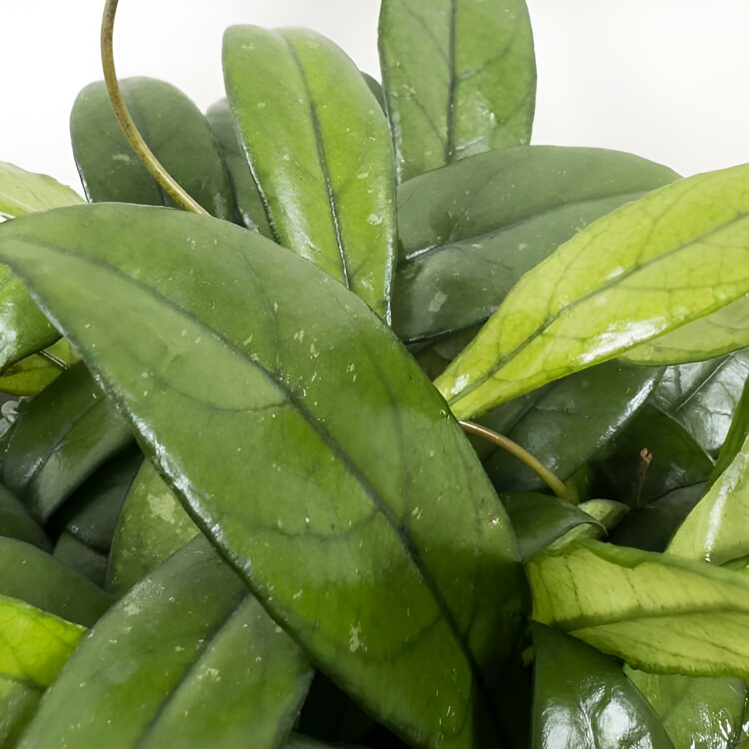 Хойя Крассиопетиолата (Hoya Crassipetiolata) D5см