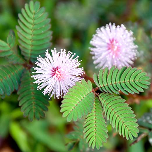 Семена Мимозы стыдливой (Mimosa pudica) не менее 5 шт