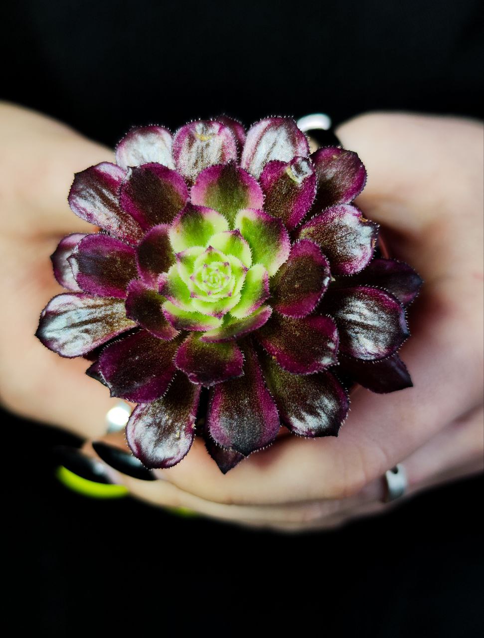 Эониум Марди Грас (Aeonium Mardi Gras) D5см