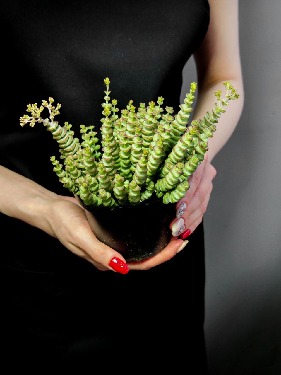 Крассула Марниериана (Crassula Marnieriana) D11см