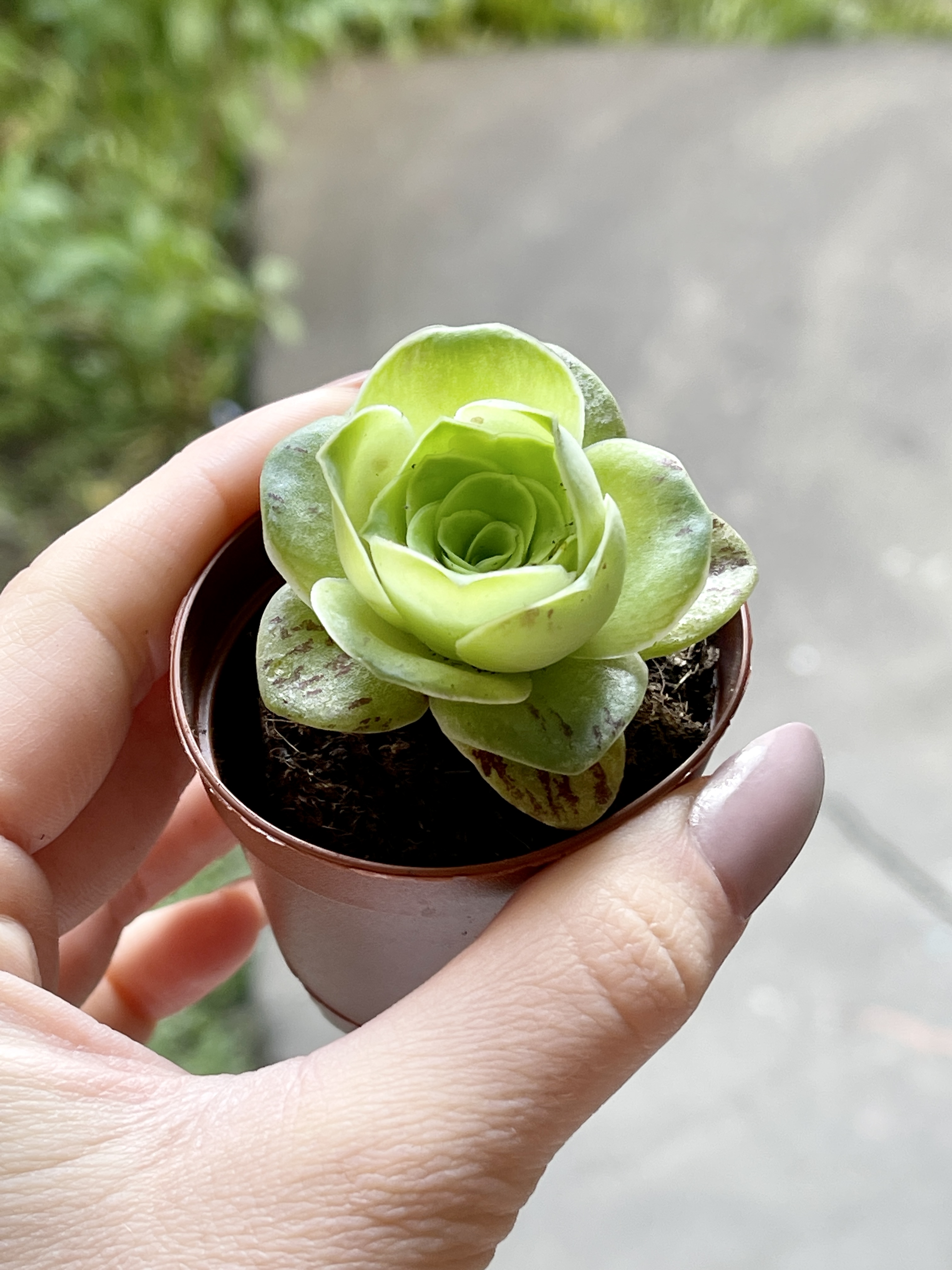 Гриновия Диплоциклум (Greenovia Diplocycla) D5см