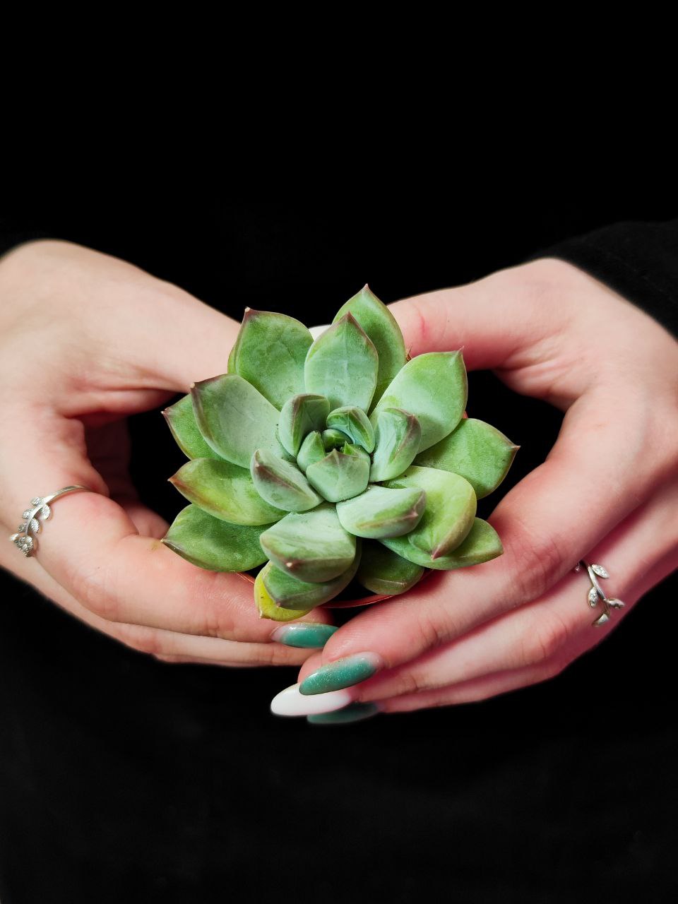Эхеверия Ригель (Echeveria Riegel) D5см
