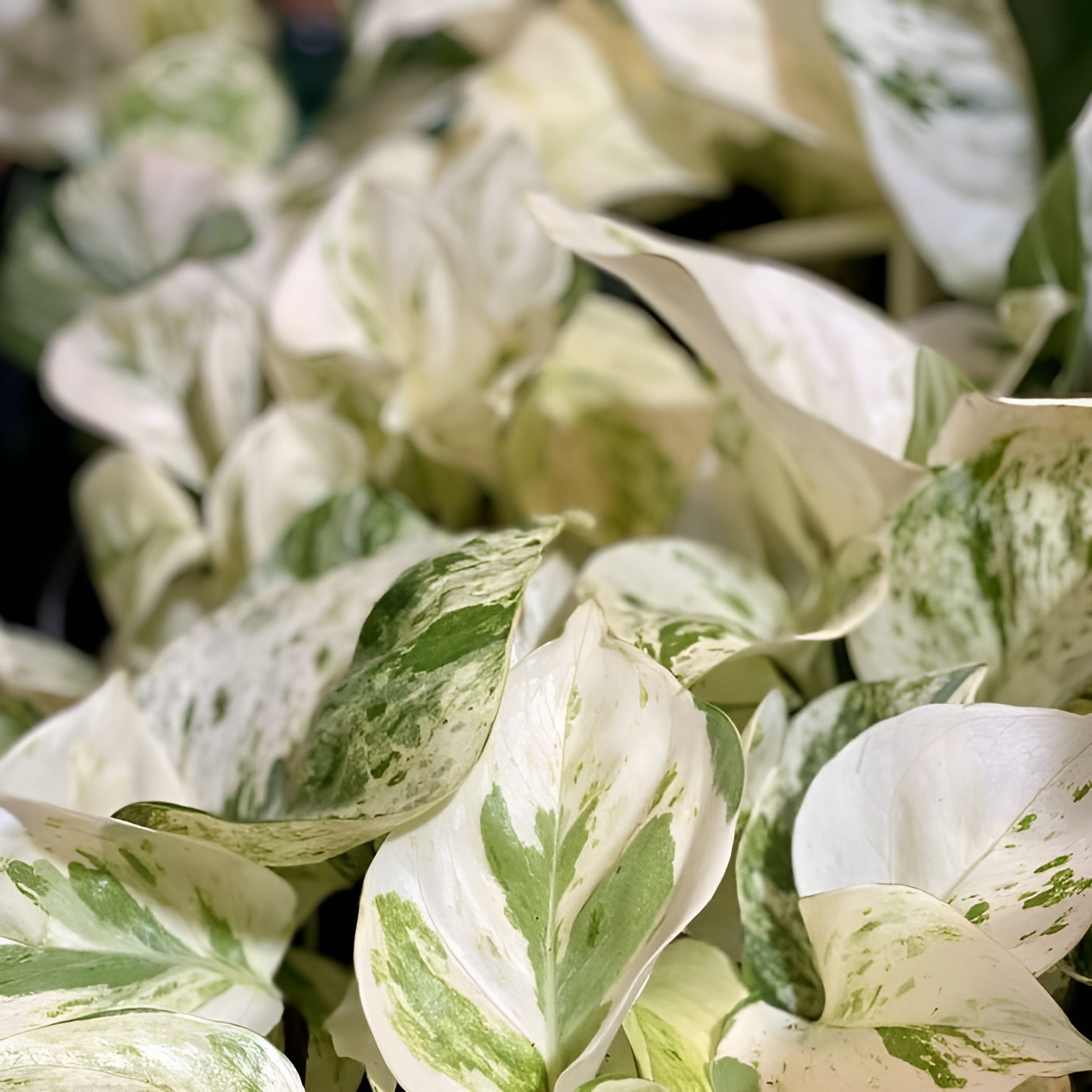Эпипремнум Хеппи Лиф (Epipremnum Happy Leaf) D12см