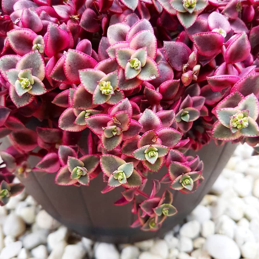 Крассула Маргиналис (Crassula Marginalis) D8см