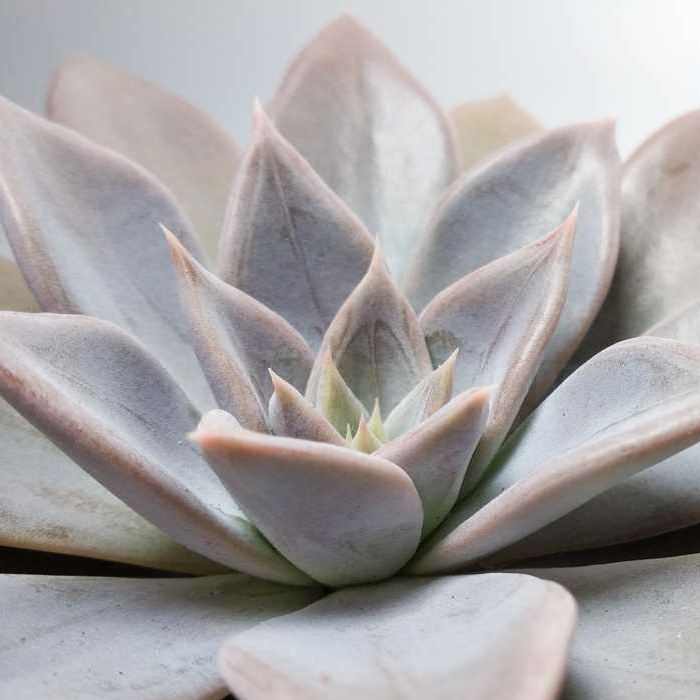 Эхеверия Сильвер Шайн (Echeveria Silver Shine) D5см