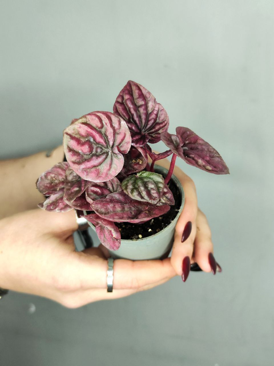 Пеперомия Каперата Ред Луна (Peperomia Caperata Luna Red) D5см