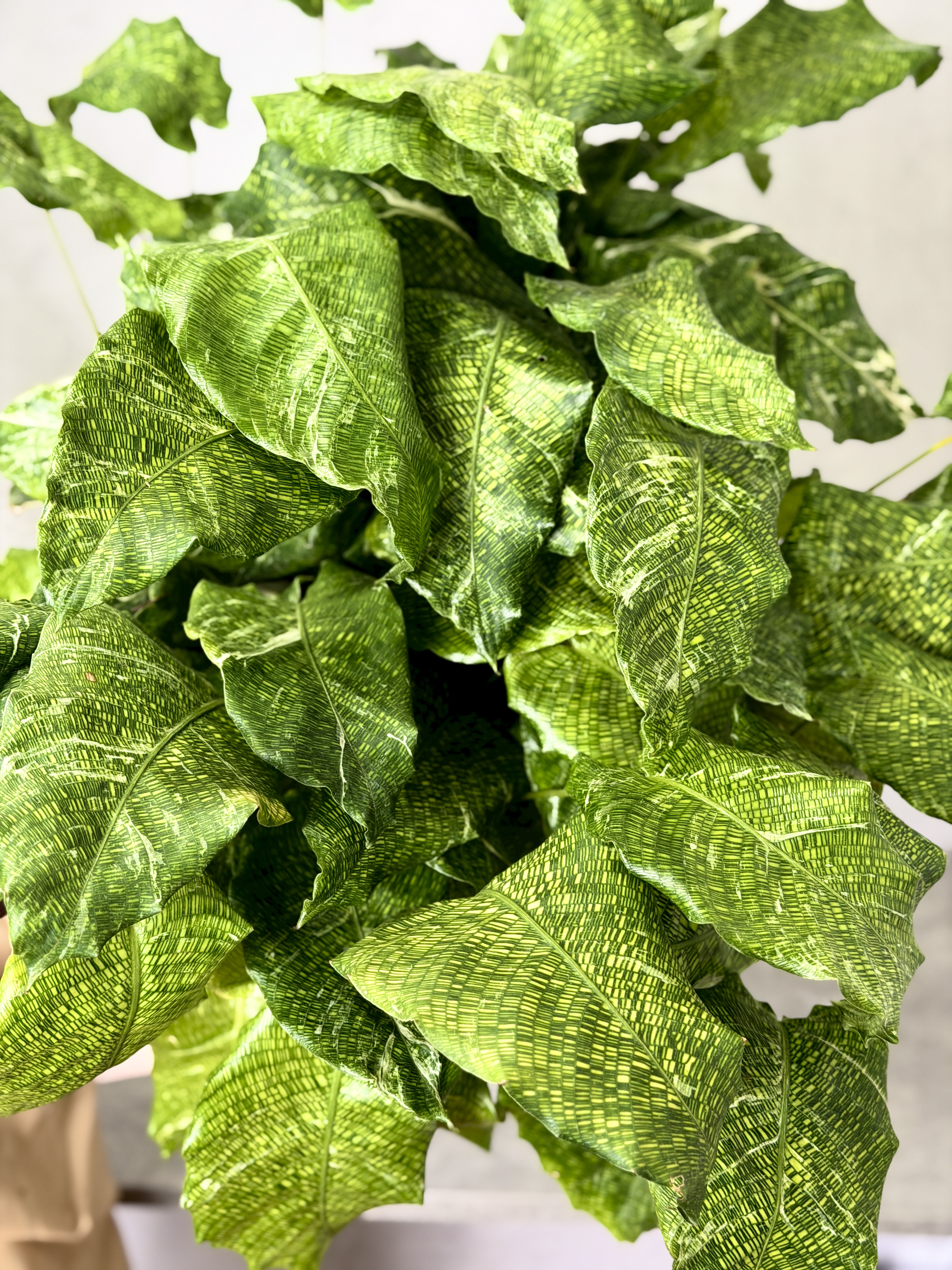 Калатея Мозаика Вариегата, или Нетворк Мозаичная (Calathea Musaica Variegata) D10см